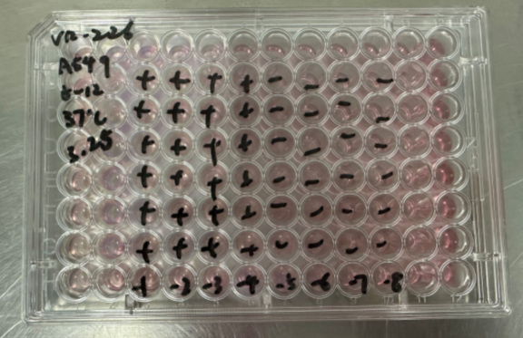 Human Adenovirus 28-BNCC