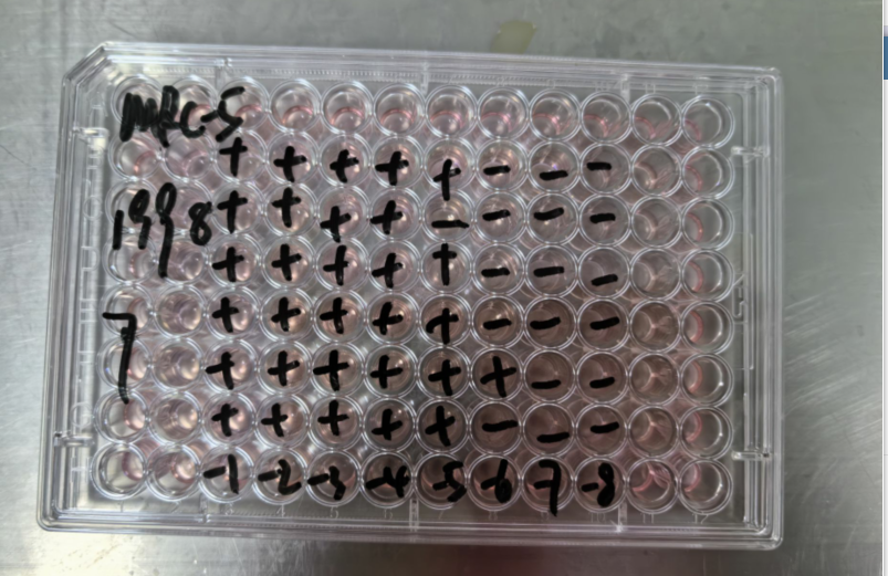Enterovirus type 69-BNCC