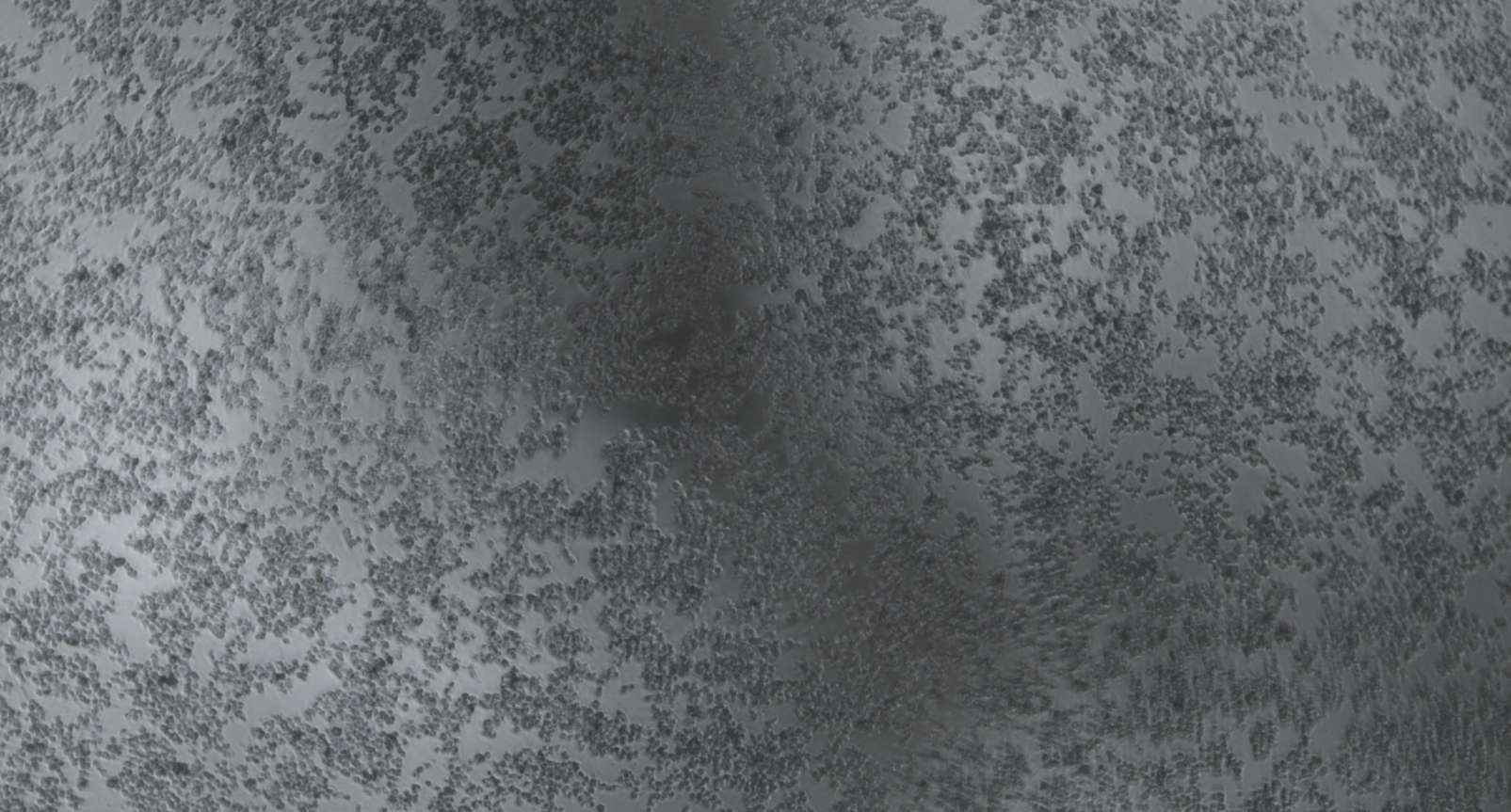 Human rhinovirus 17-BNCC