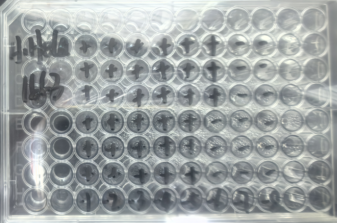 Human rhinovirus 17-BNCC