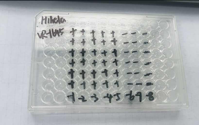 Human rhinovirus 1B-BNCC