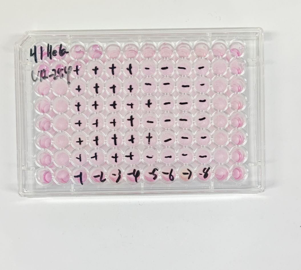 Human rhinovirus 14-BNCC