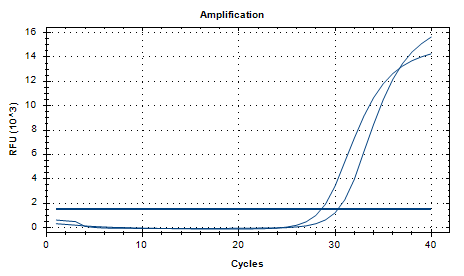 Intermediate Prevotella DNA Standard-BNCC