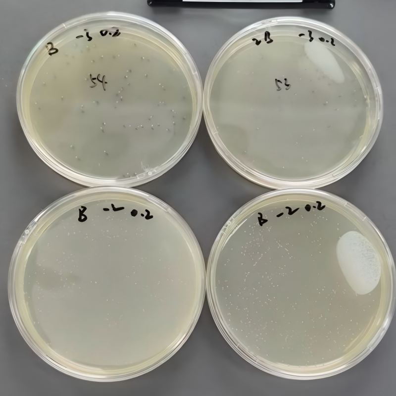 Quantitative quality control strain of Escherichia coli (enzyme substrate method)-BNCC