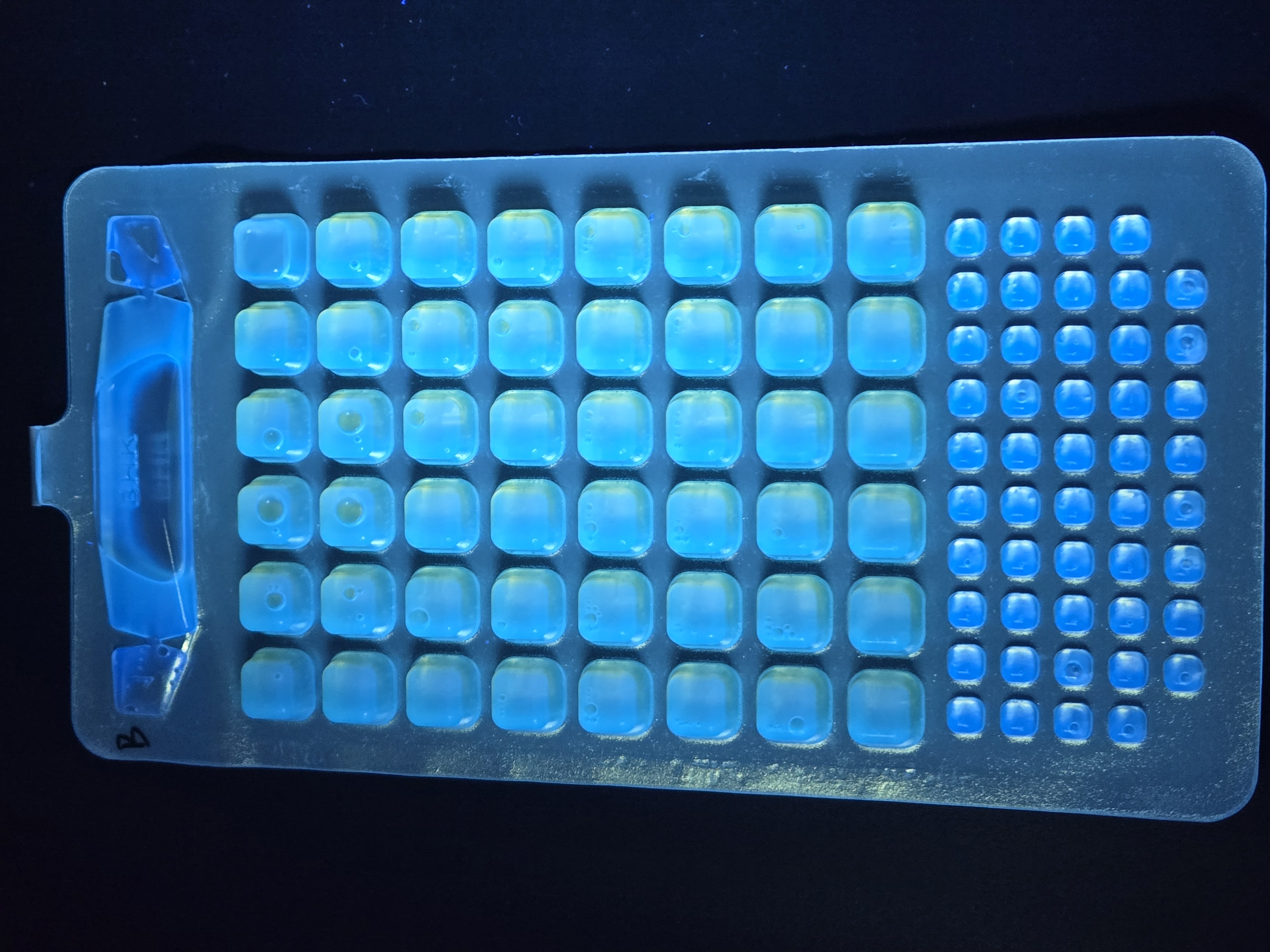 Quantitative quality control strain of Escherichia coli (enzyme substrate method)-BNCC