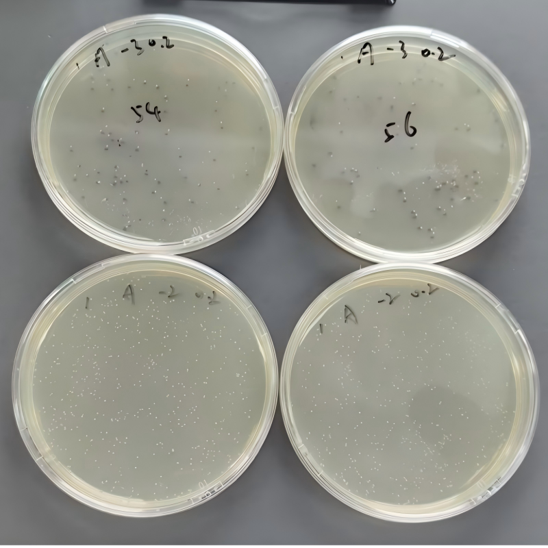 Quantitative quality control strain of Escherichia coli (enzyme substrate method)-BNCC