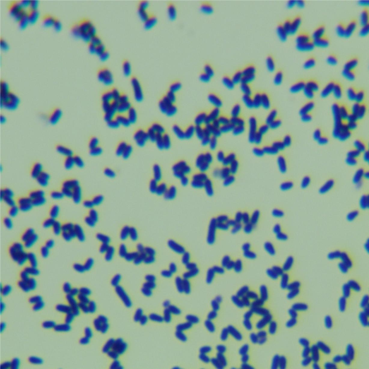 Fake Corynebacterium diphtheriae-BNCC