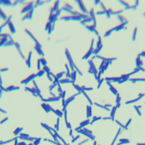 Bacillus subtilis-BNCC