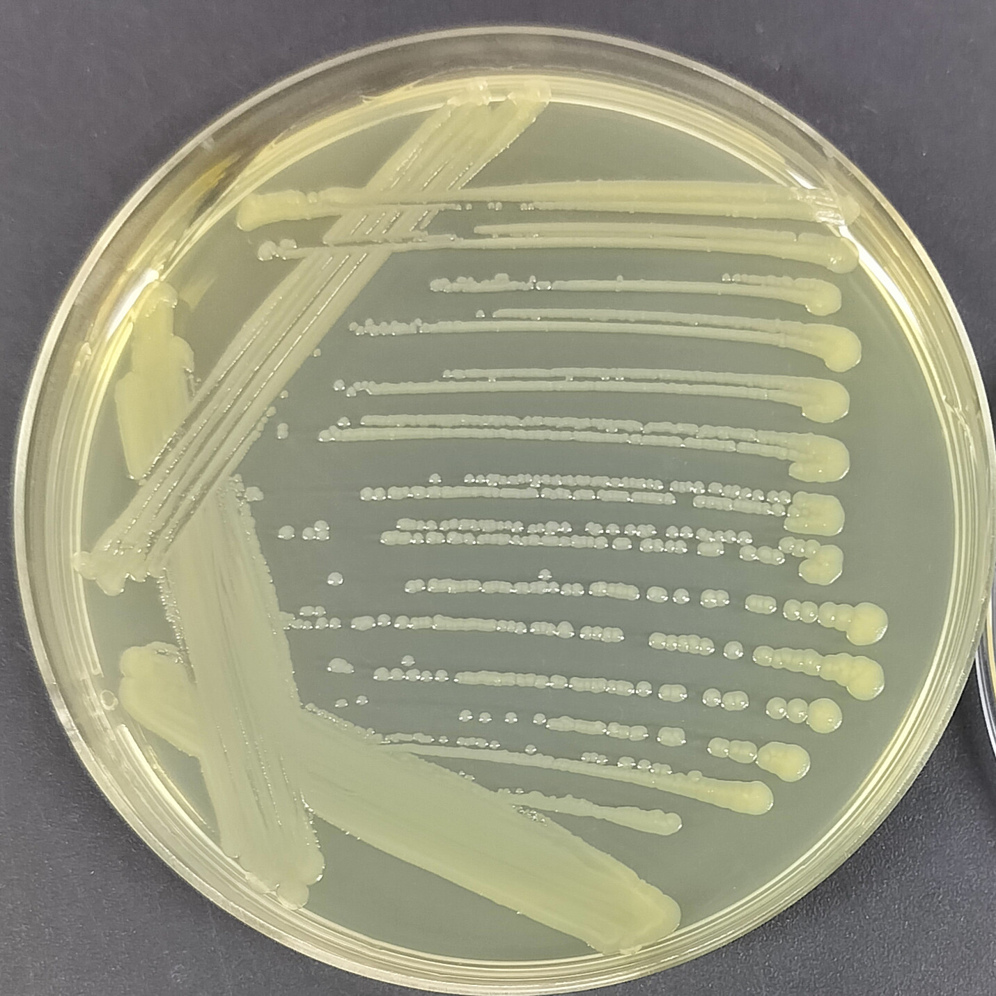 Shortwave Pseudomonas aeruginosa-BNCC