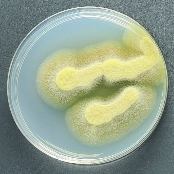 Penicillium avidans-BNCC