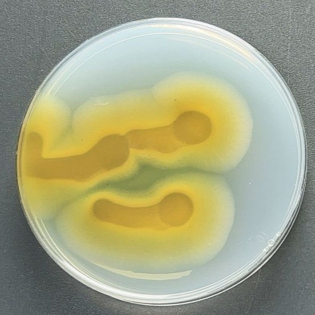 Penicillium avidans-BNCC
