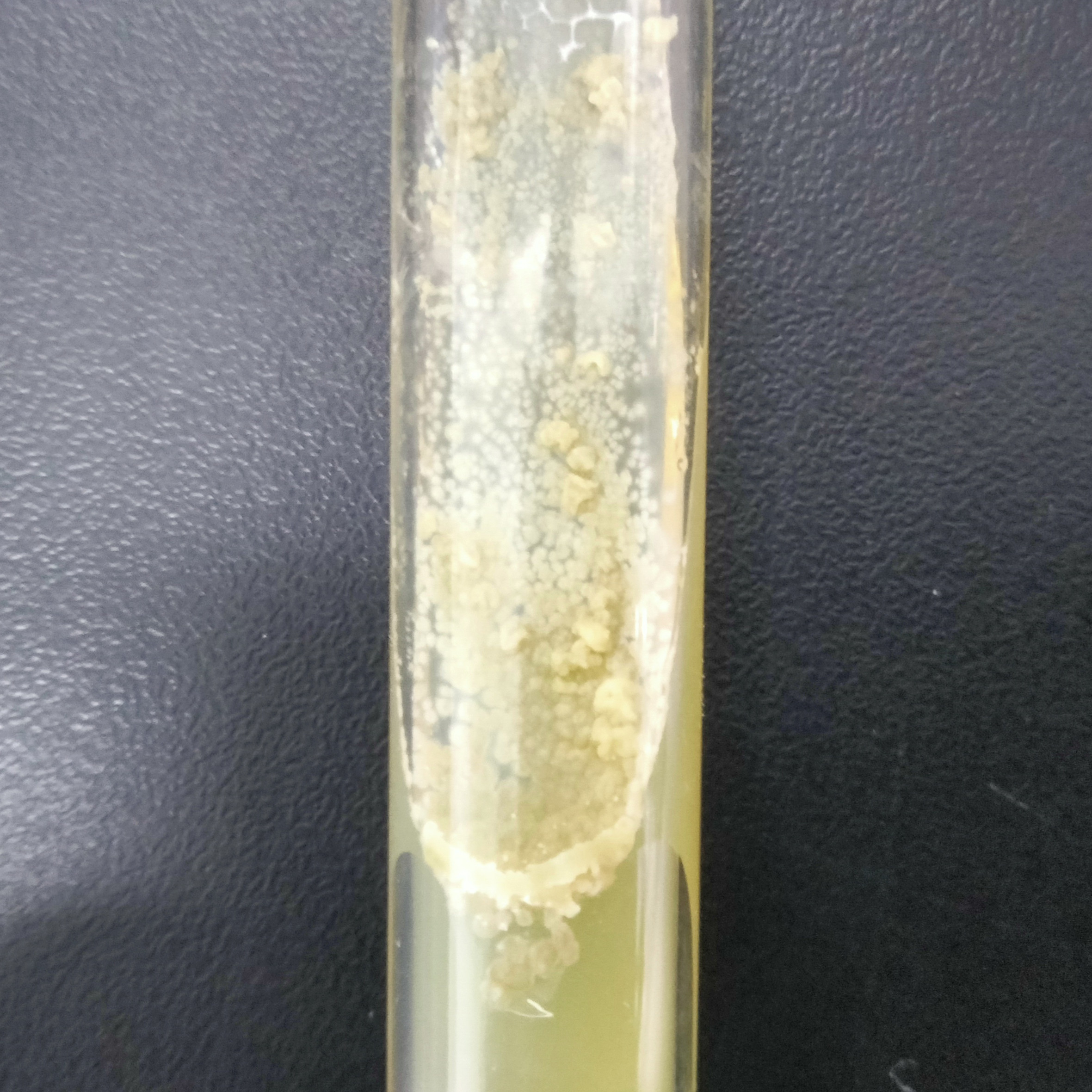 Streptomyces-BNCC