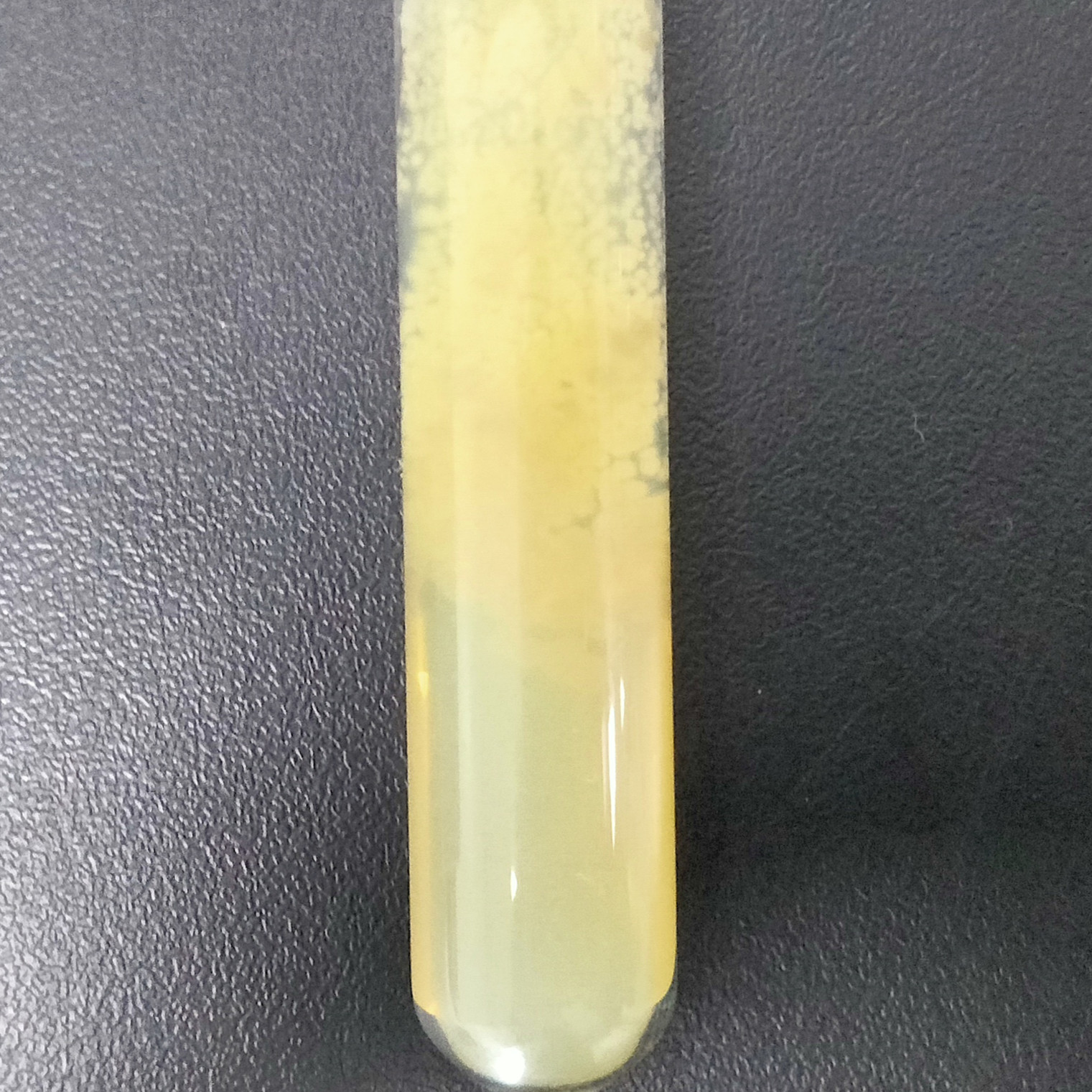 Streptomyces-BNCC