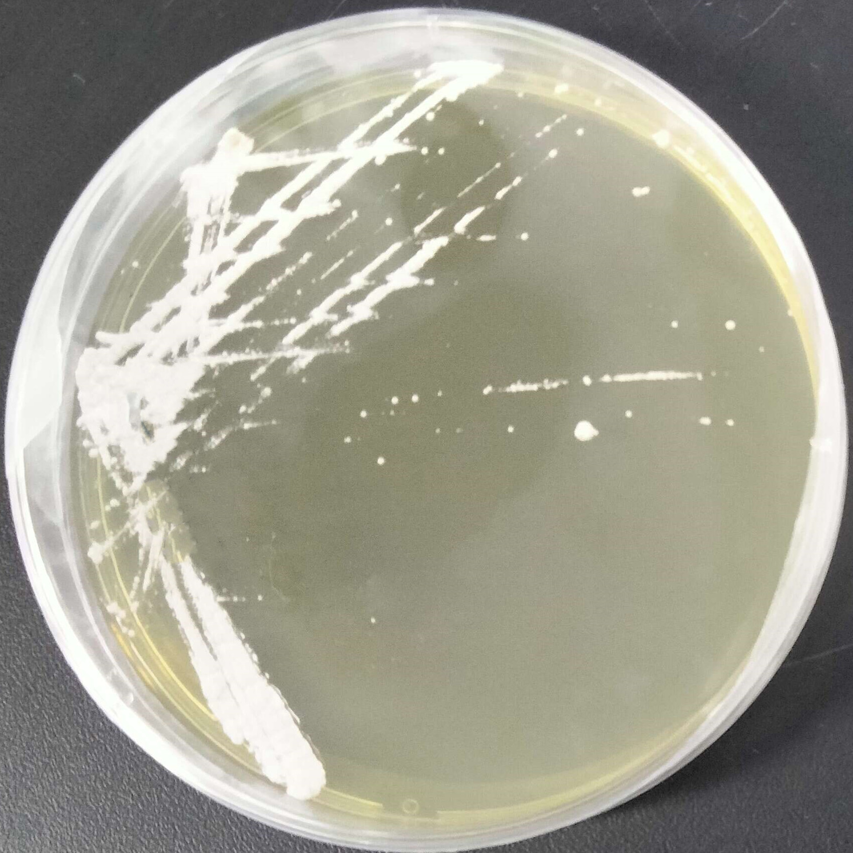 White Burkholderia-BNCC