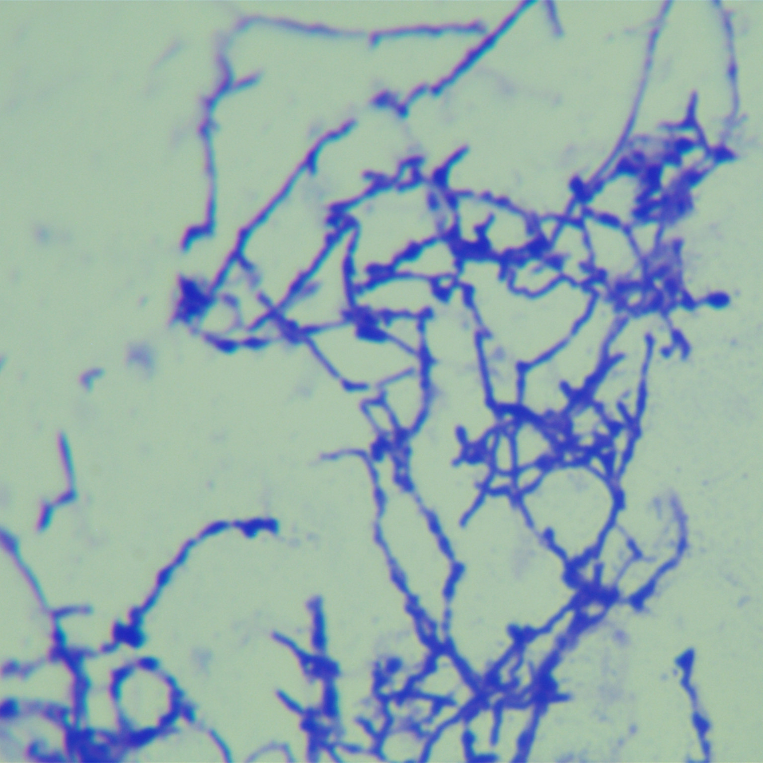 White Burkholderia-BNCC