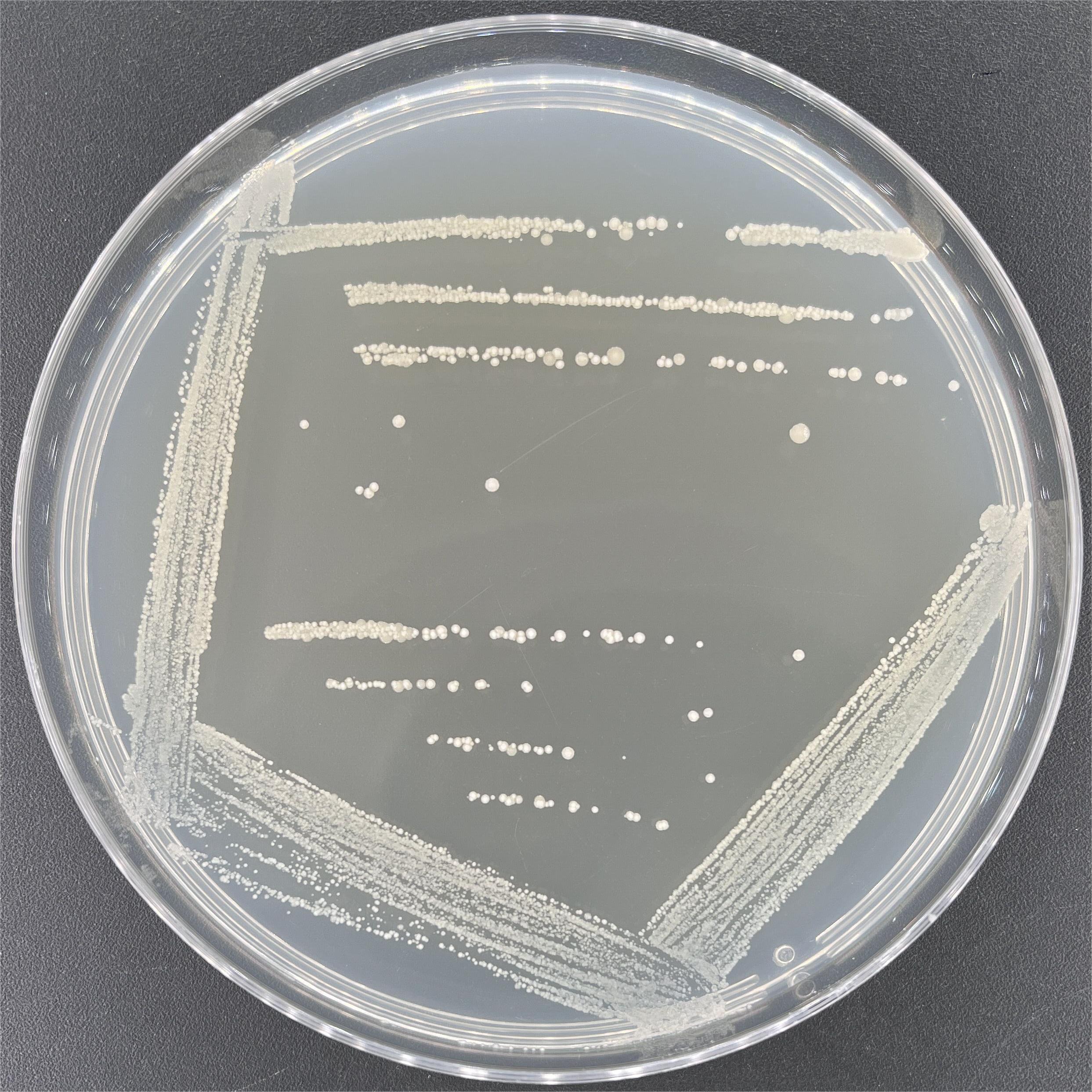 Yellow pine tree soil bacteria-BNCC