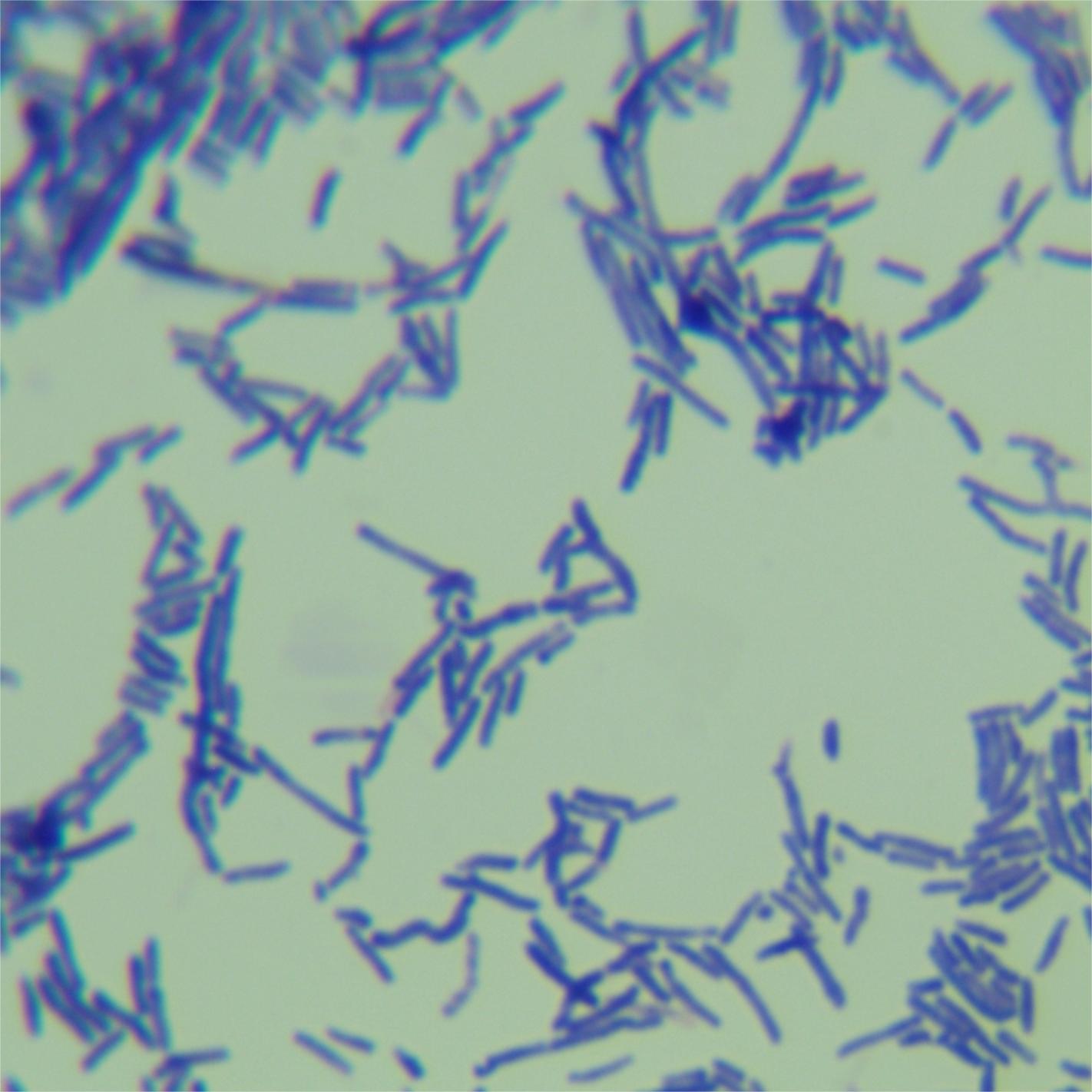 Yellow pine tree soil bacteria-BNCC