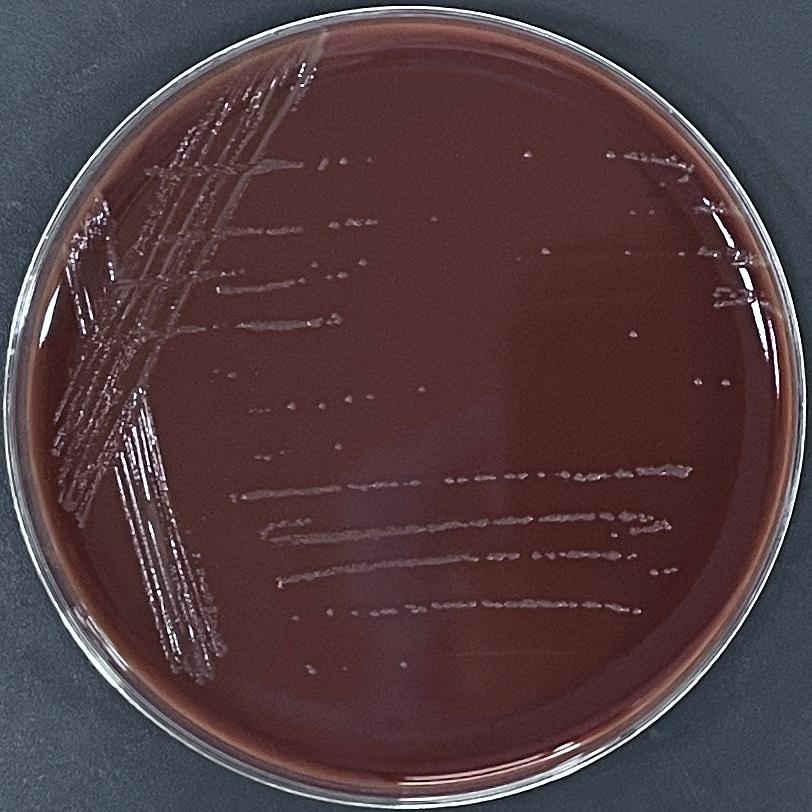 Hemophilus influenzae-BNCC