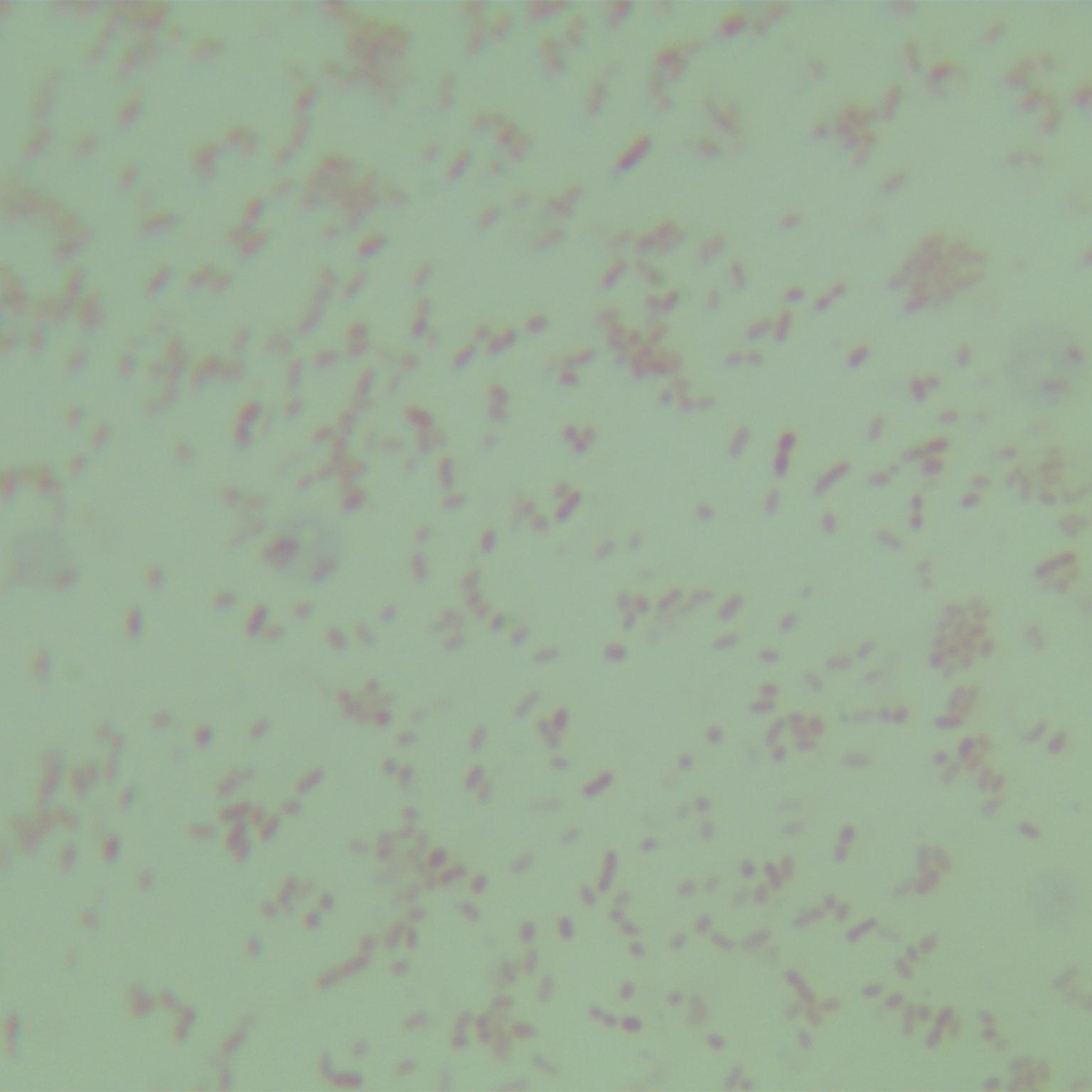 Hemophilus influenzae-BNCC
