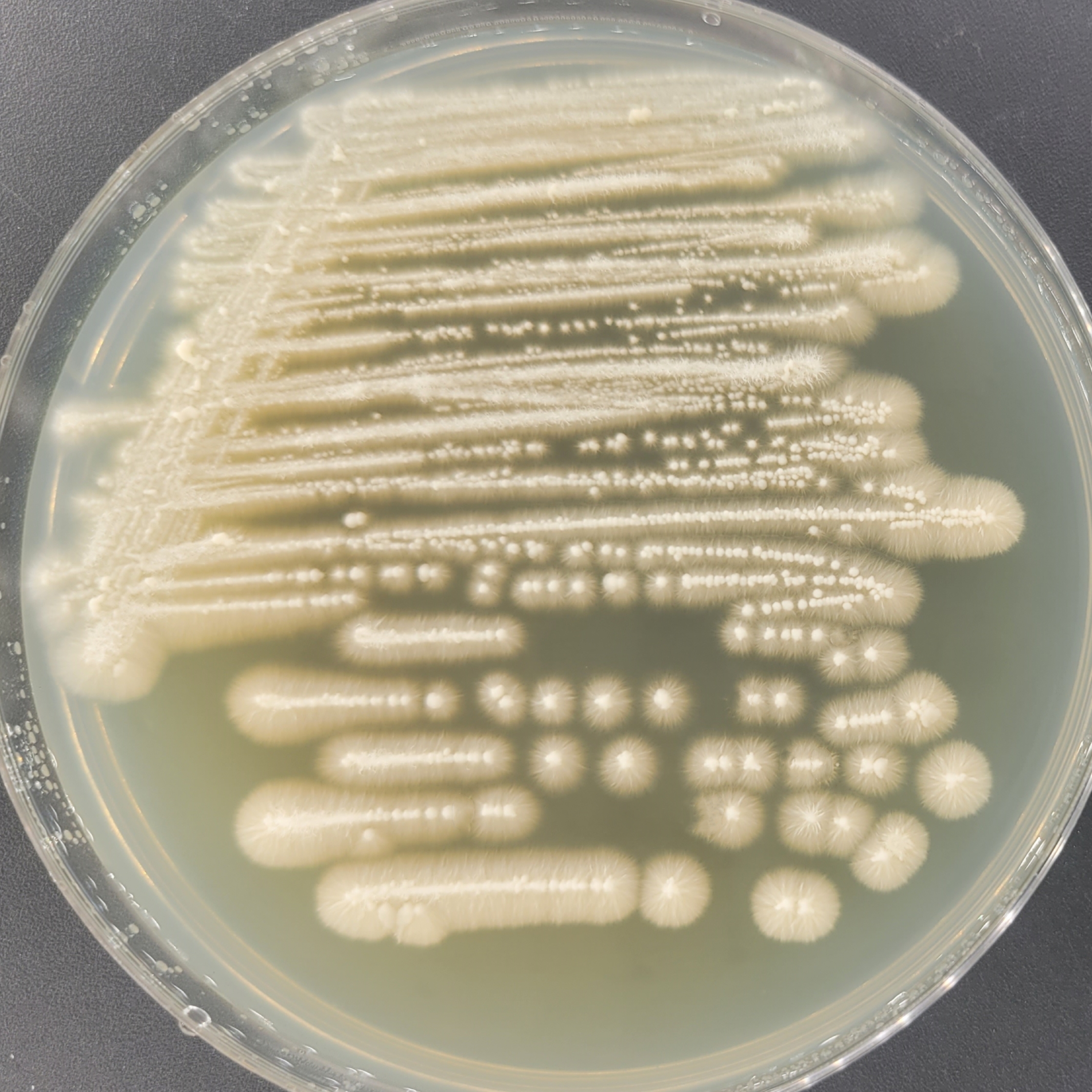 Candida albicans-BNCC