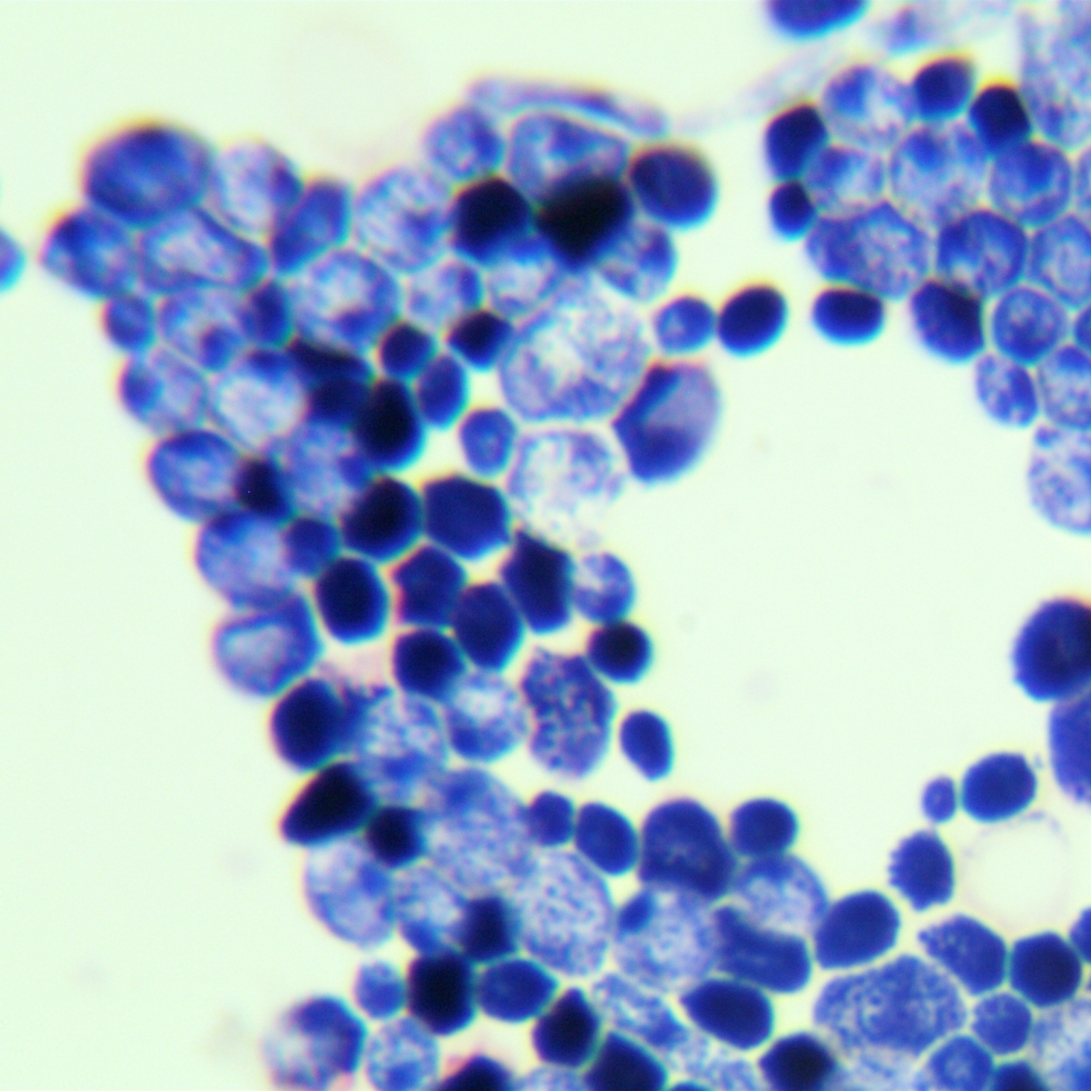 Candida albicans-BNCC