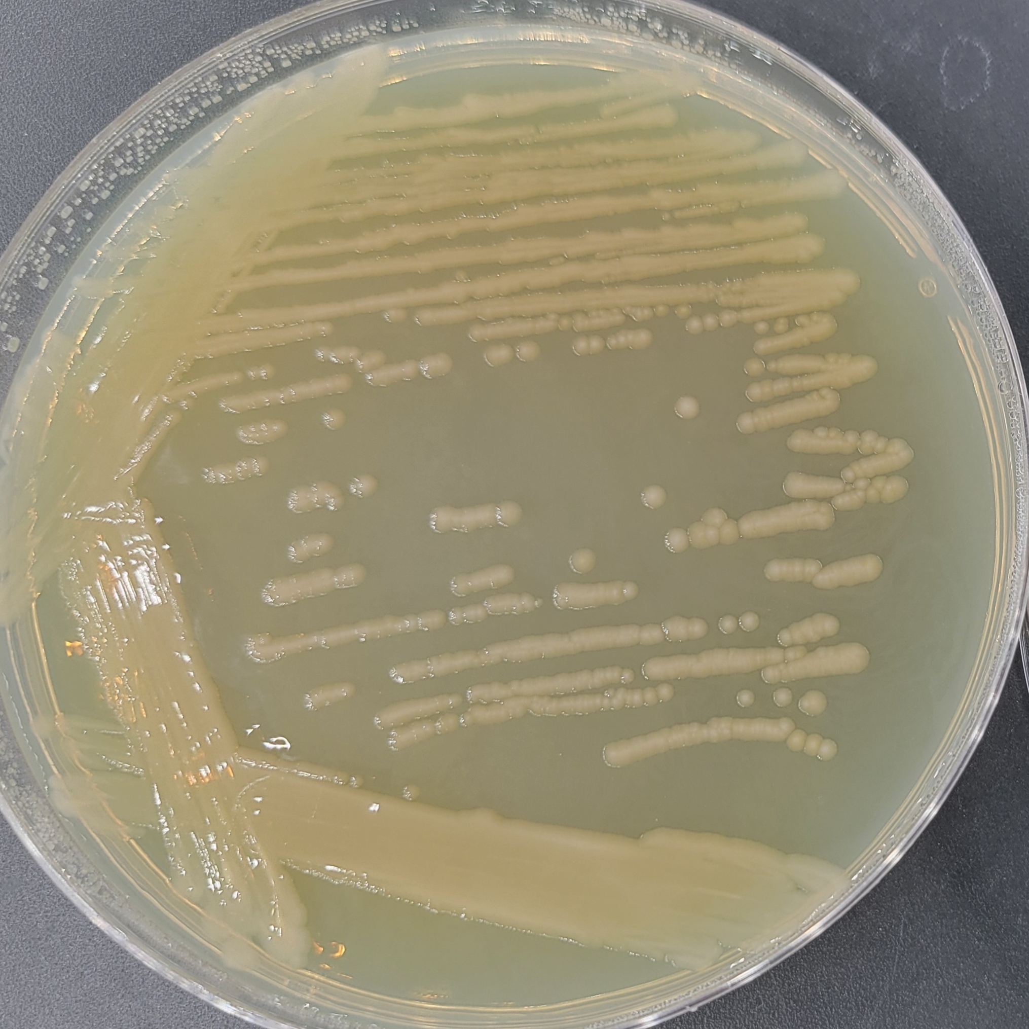 Non decarboxylated Leclerella-BNCC