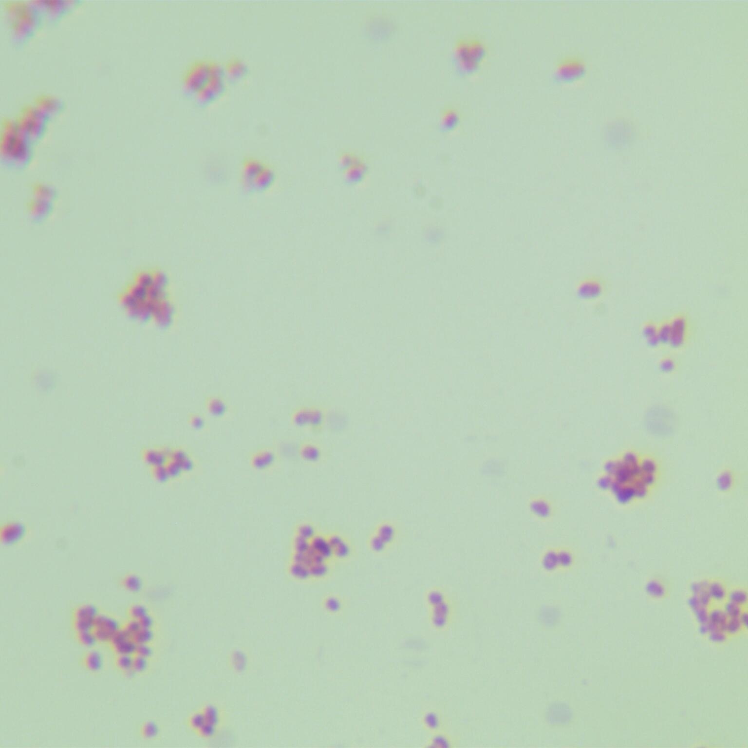 Non decarboxylated Leclerella-BNCC