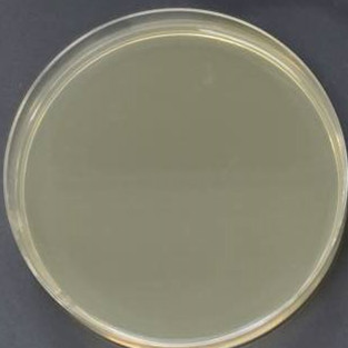 TSsetta (DE3) chemocompetent cells-BNCC