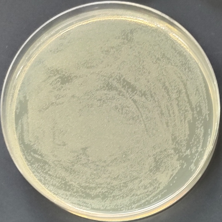 TSsetta (DE3) chemocompetent cells-BNCC
