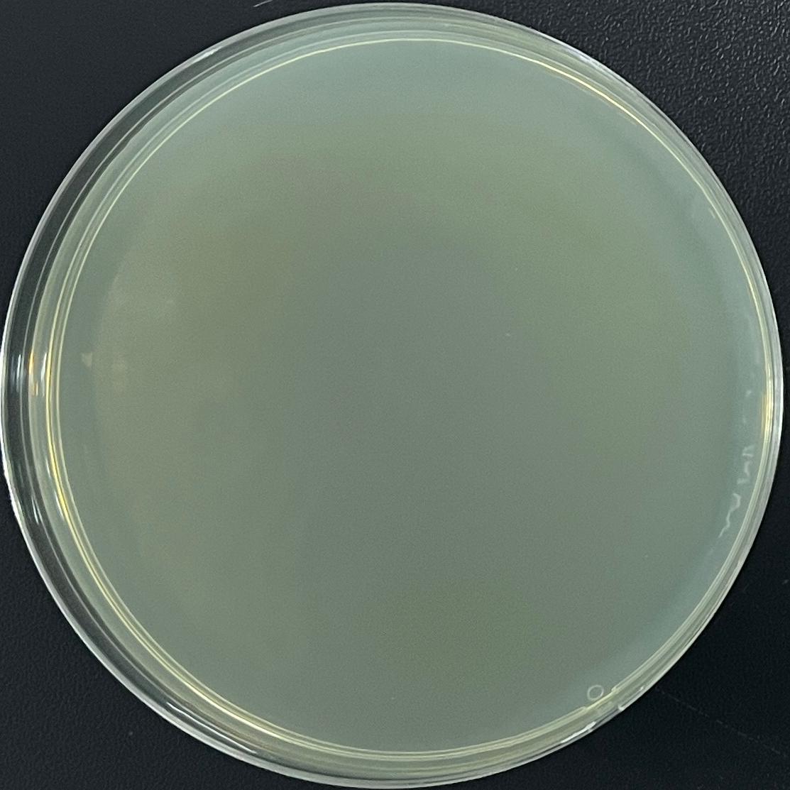 S17-1 λ pir chemocompetent cells-BNCC