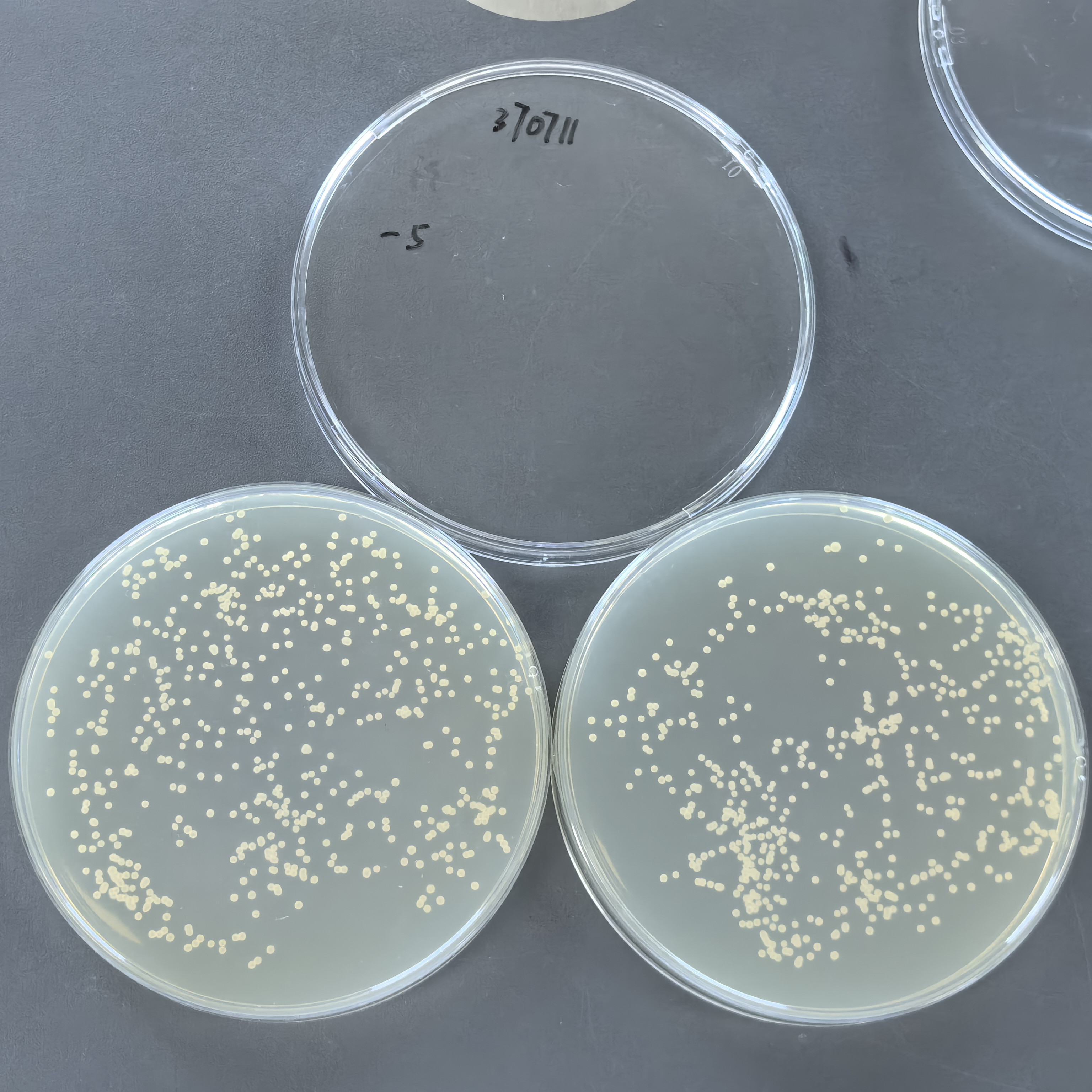 Aspergillus oryzae-BNCC