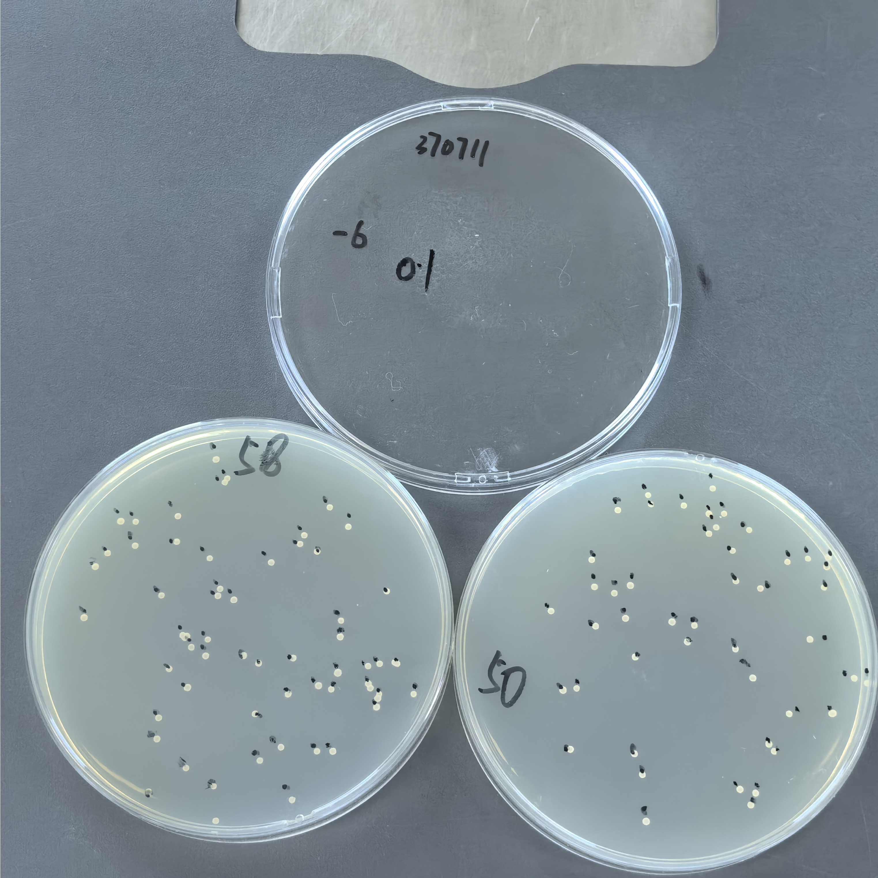 Aspergillus oryzae-BNCC