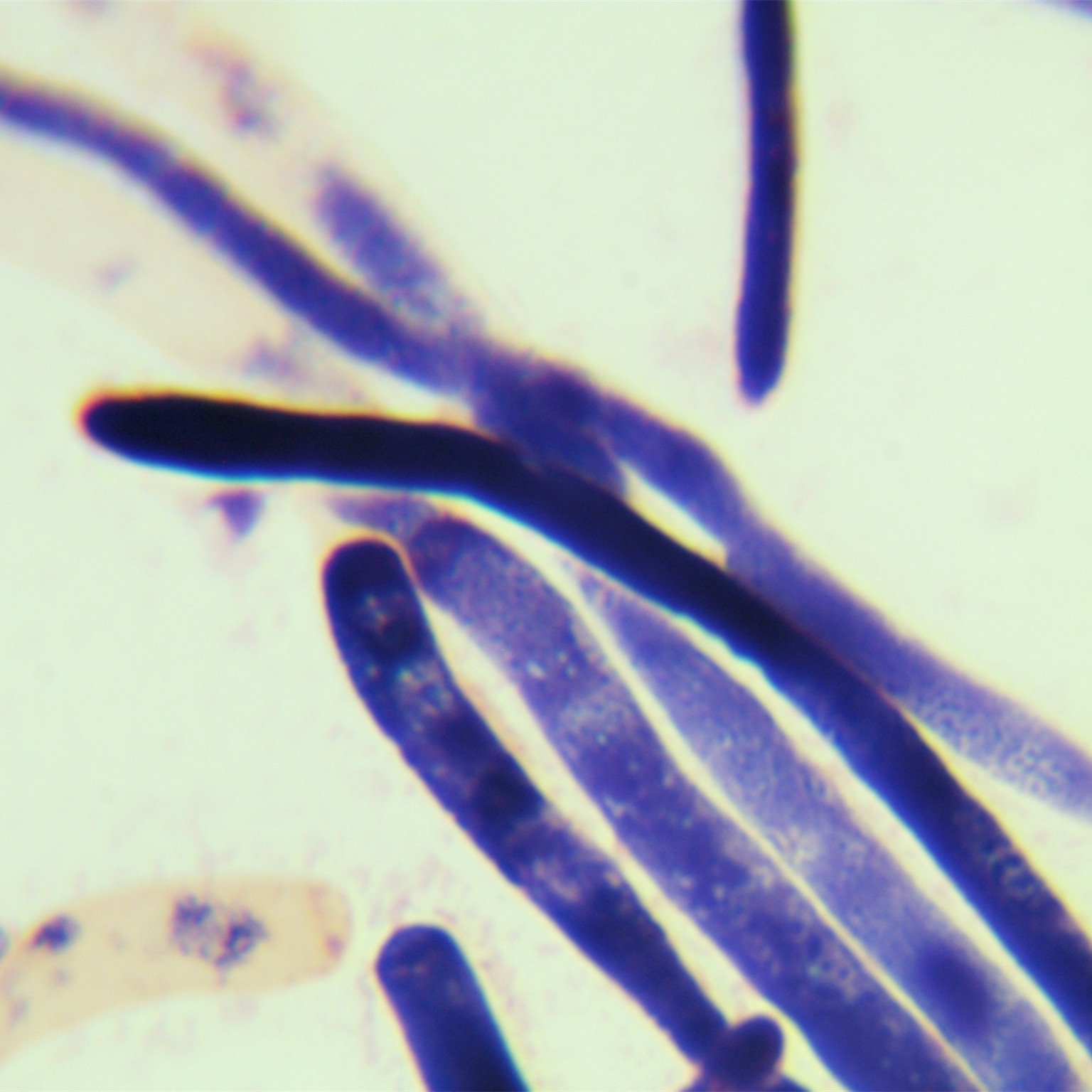 Cutaneotrichosporon cutaneum-BNCC