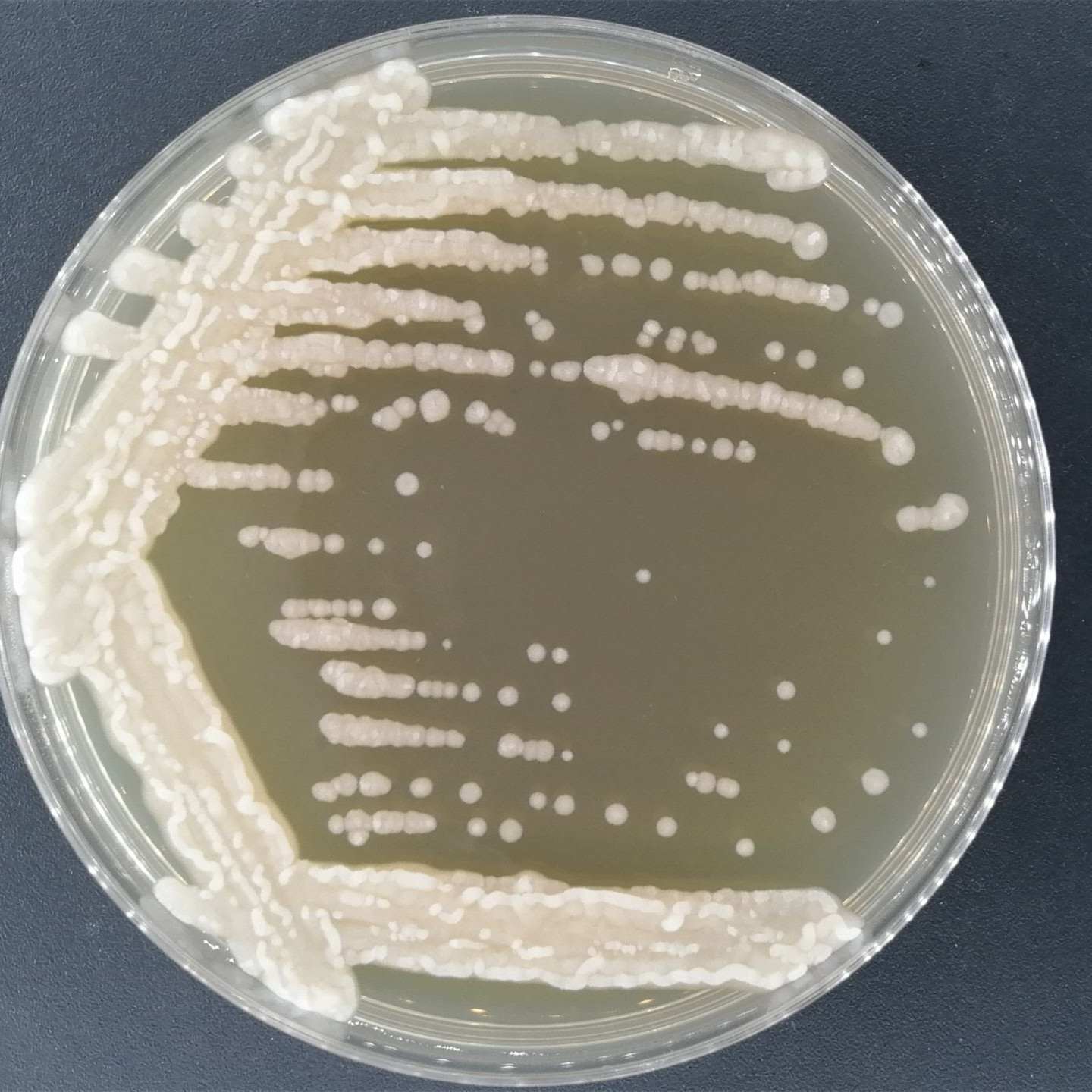 Cutaneotrichosporon cutaneum-BNCC