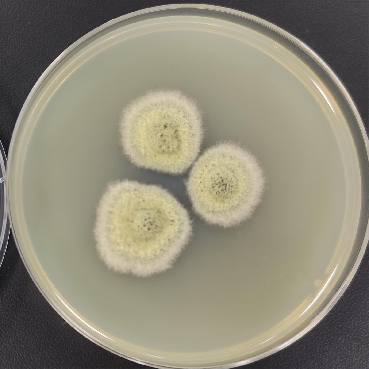 Pine Firmicutes-BNCC