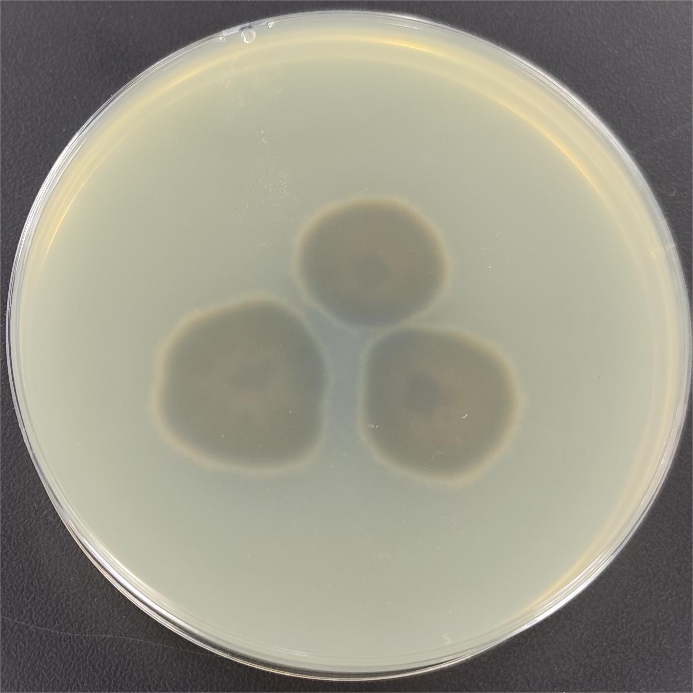 Pine Firmicutes-BNCC