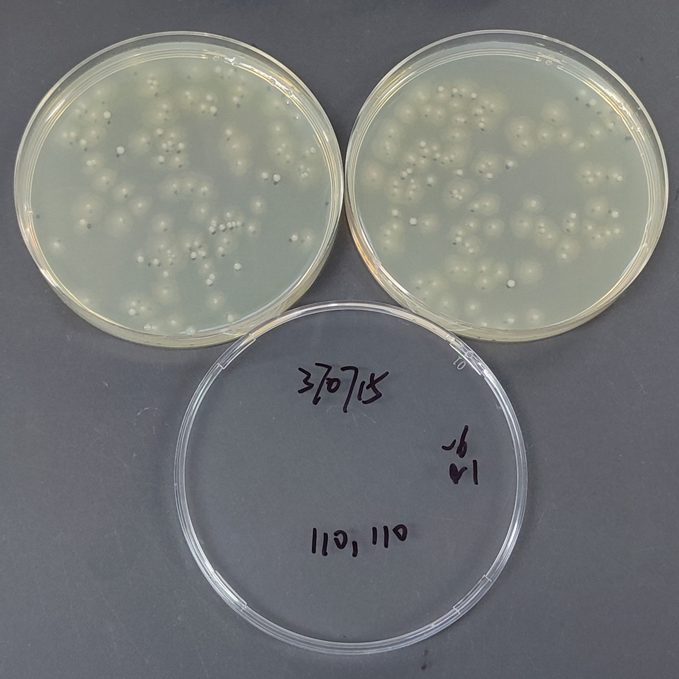 Proteus mirabilis-BNCC
