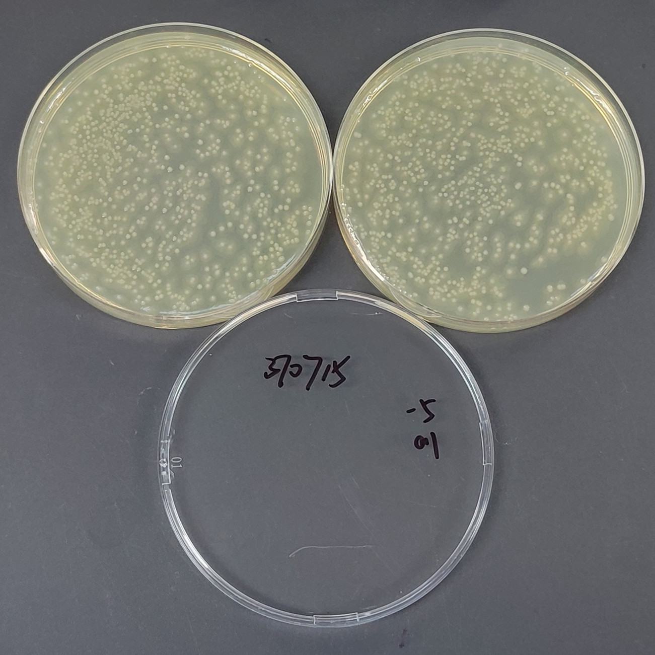 Proteus mirabilis-BNCC