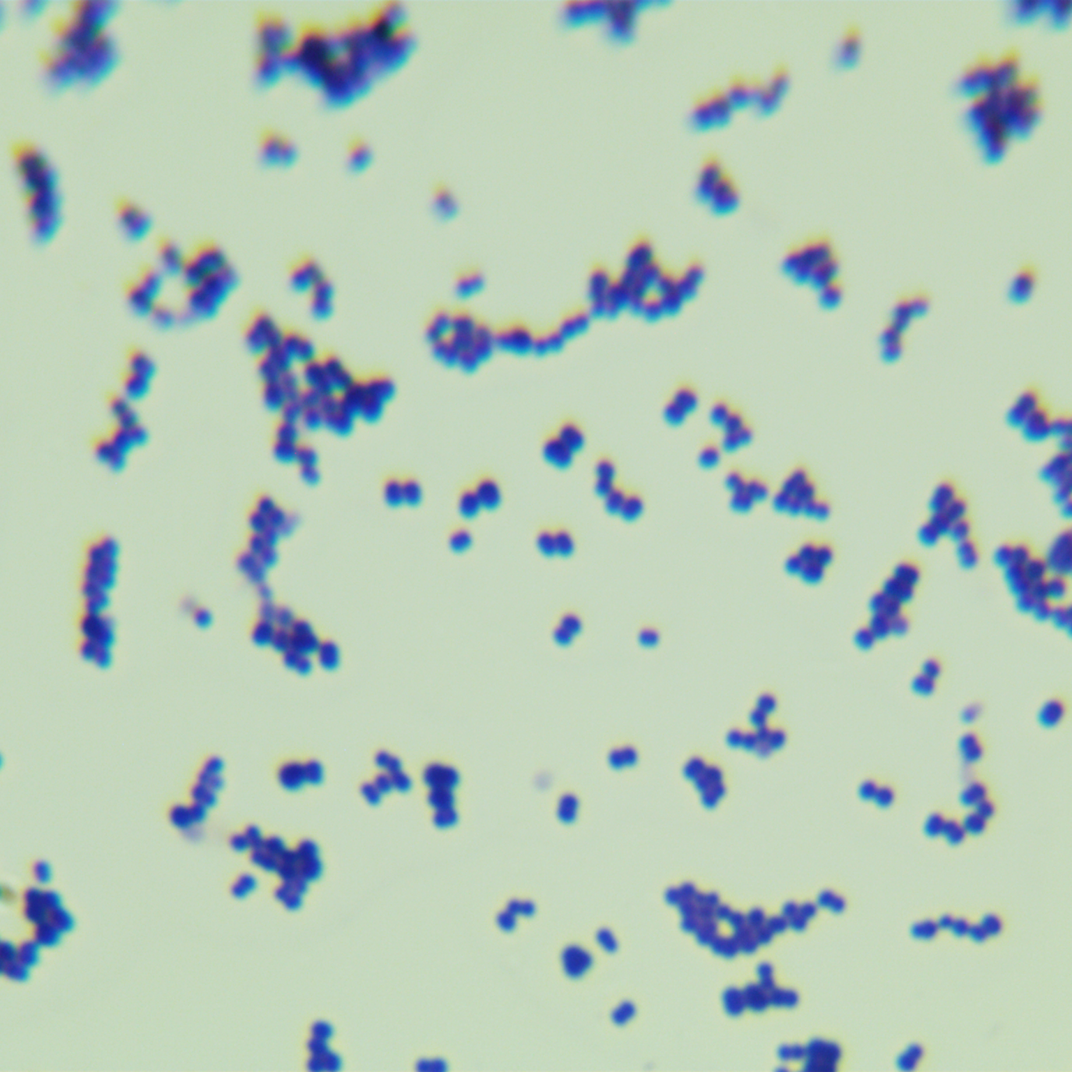 Dafenggoude bacteria-BNCC