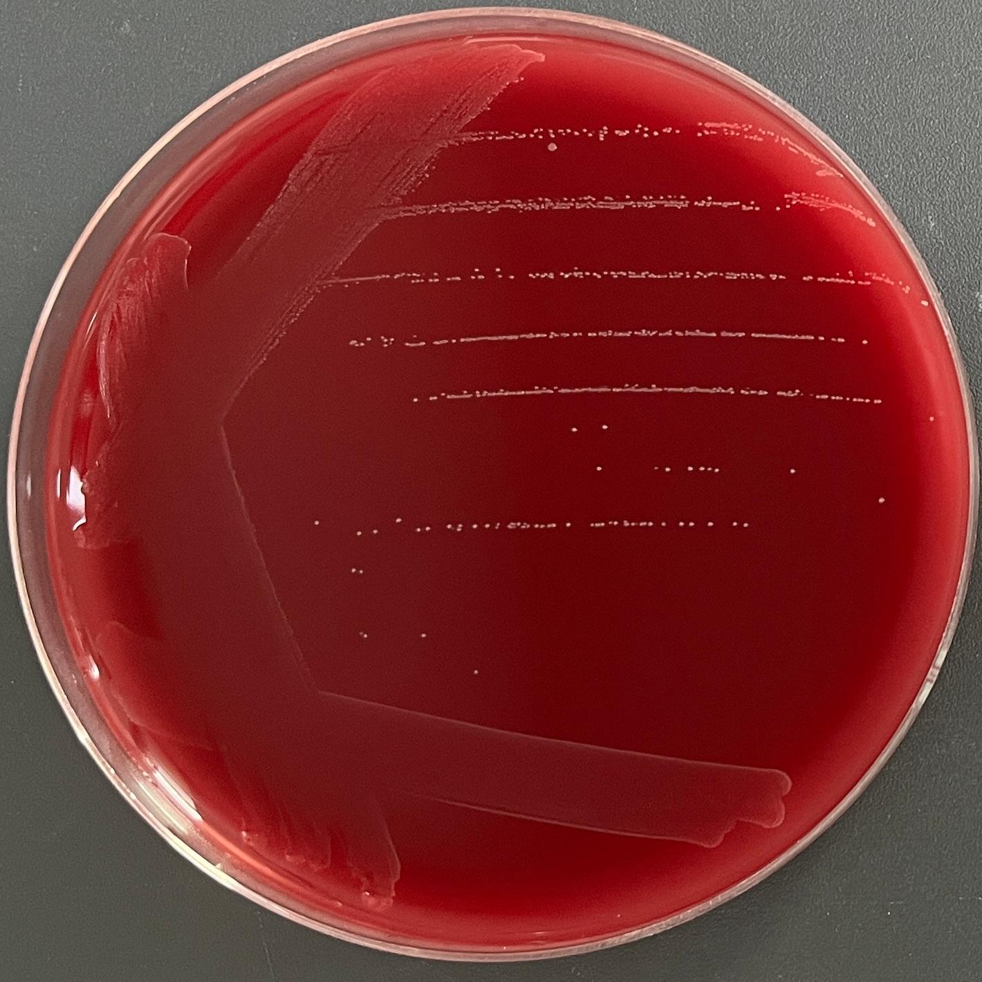 Dafenggoude bacteria-BNCC