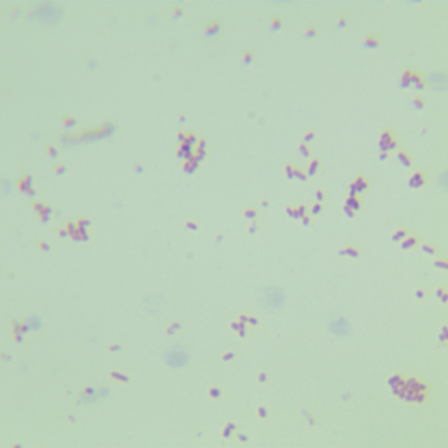 Odor Salmonella-BNCC
