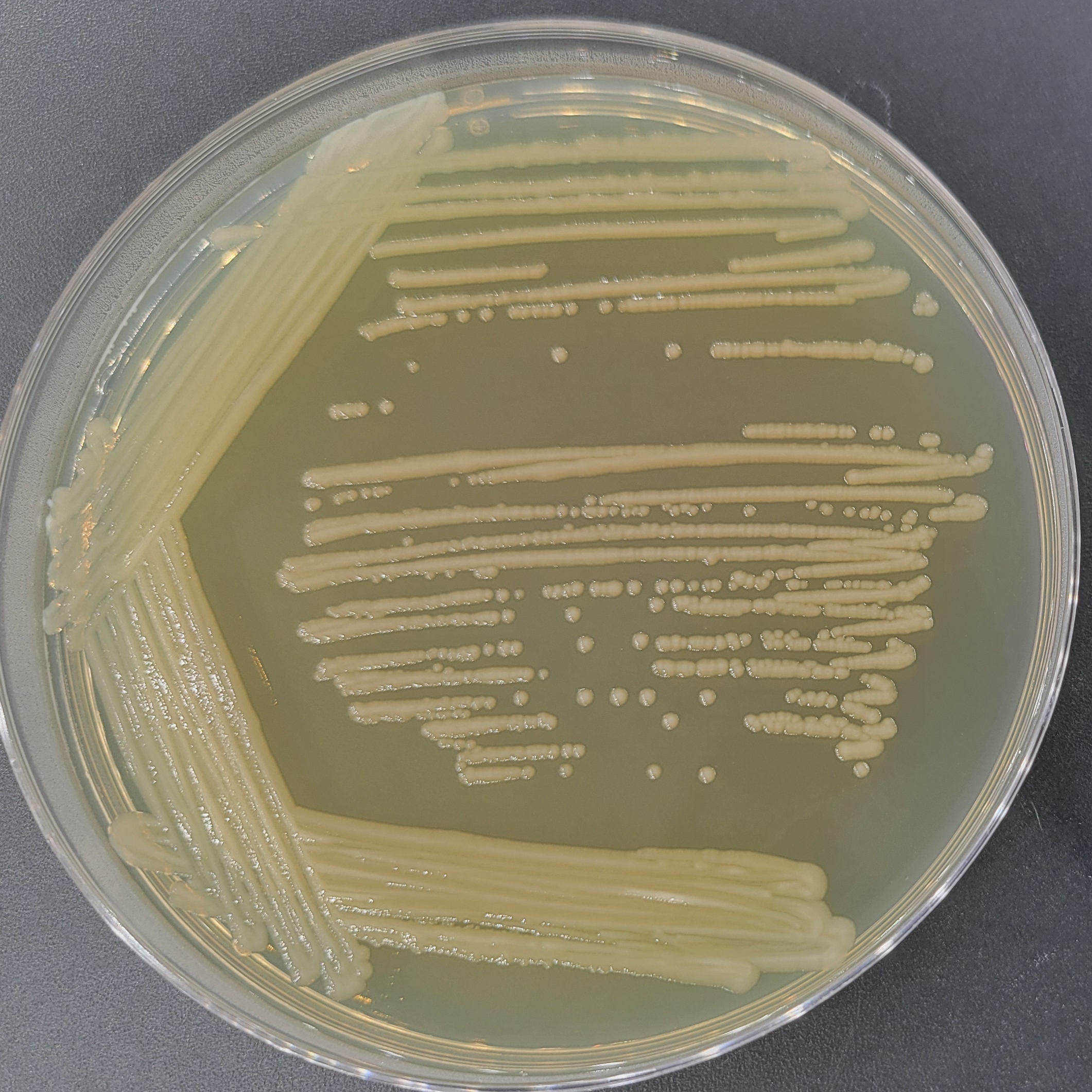 Odor Salmonella-BNCC