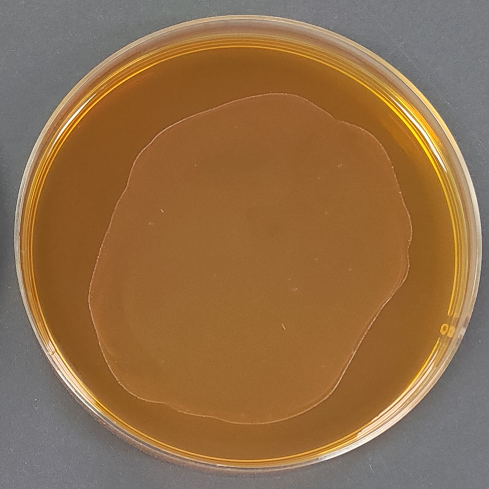 Streptococcus thermophilus-BNCC