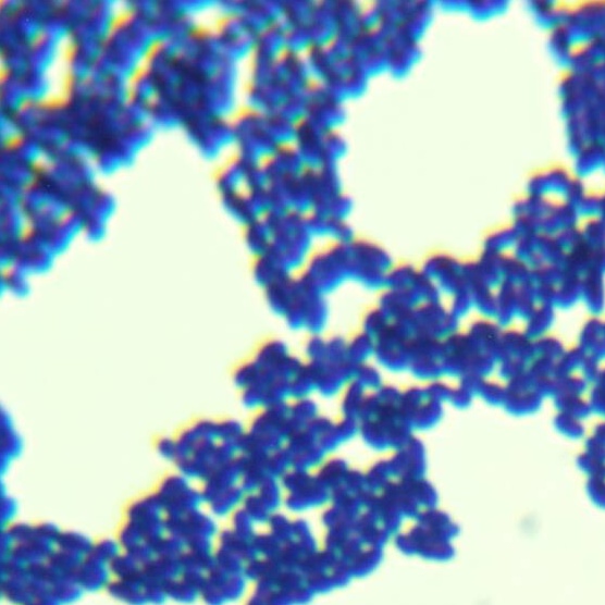 Streptococcus thermophilus-BNCC