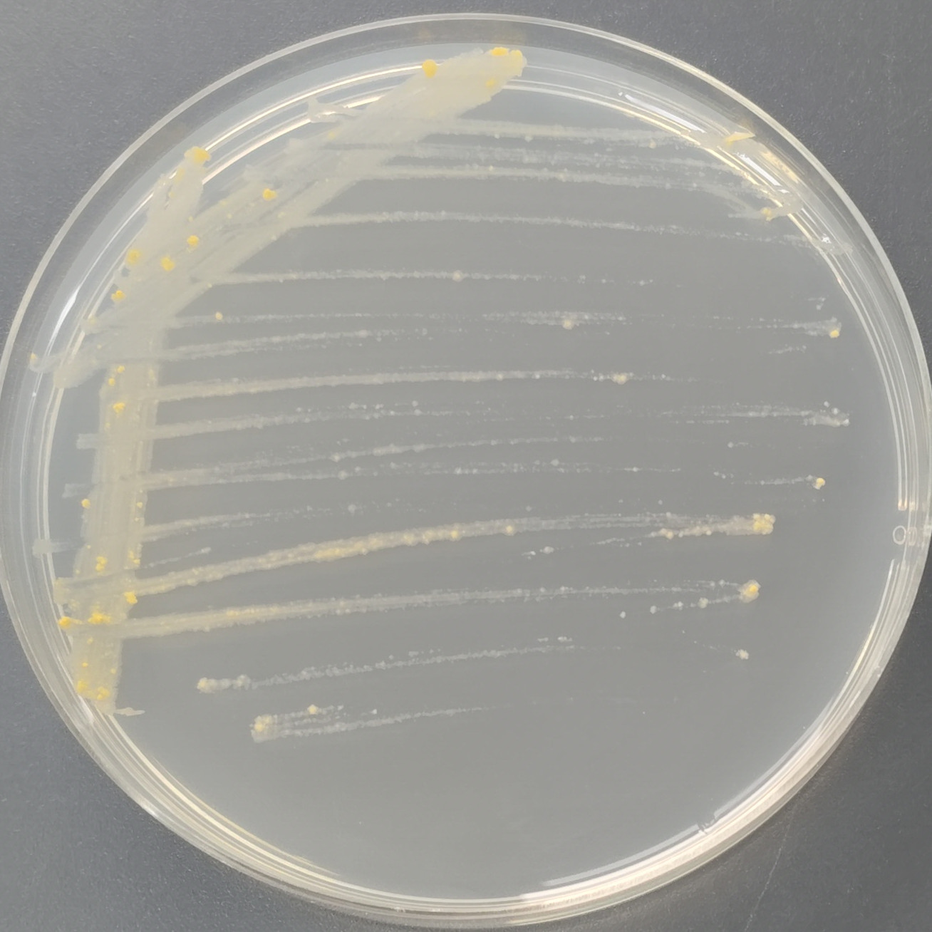 Slow yellow mycobacteria-BNCC
