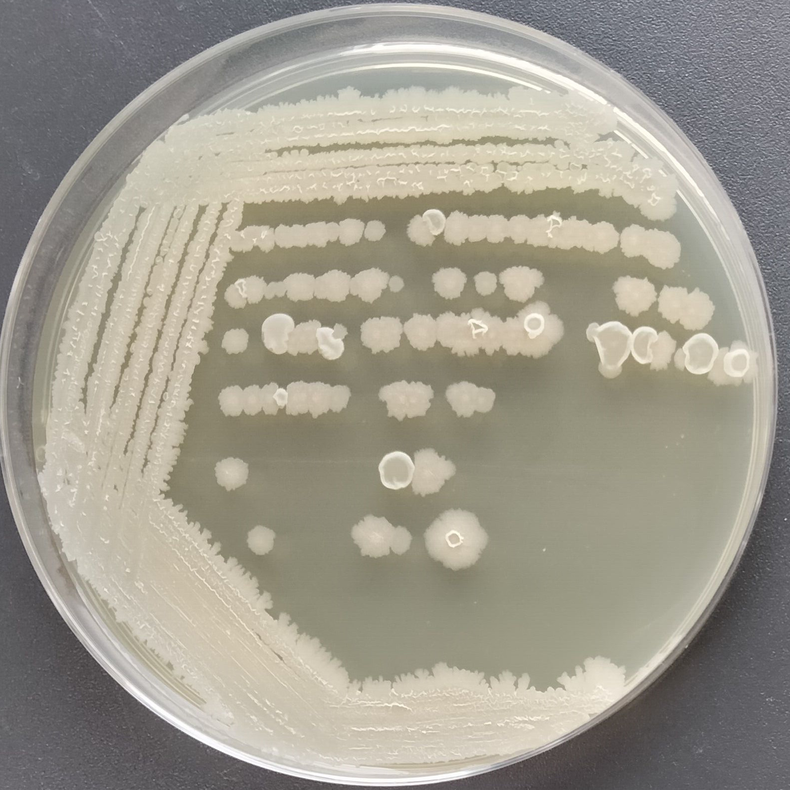 Bacillus subtilis-BNCC