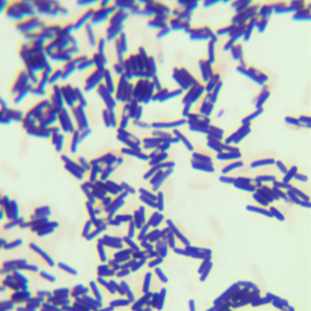 Bacillus subtilis-BNCC