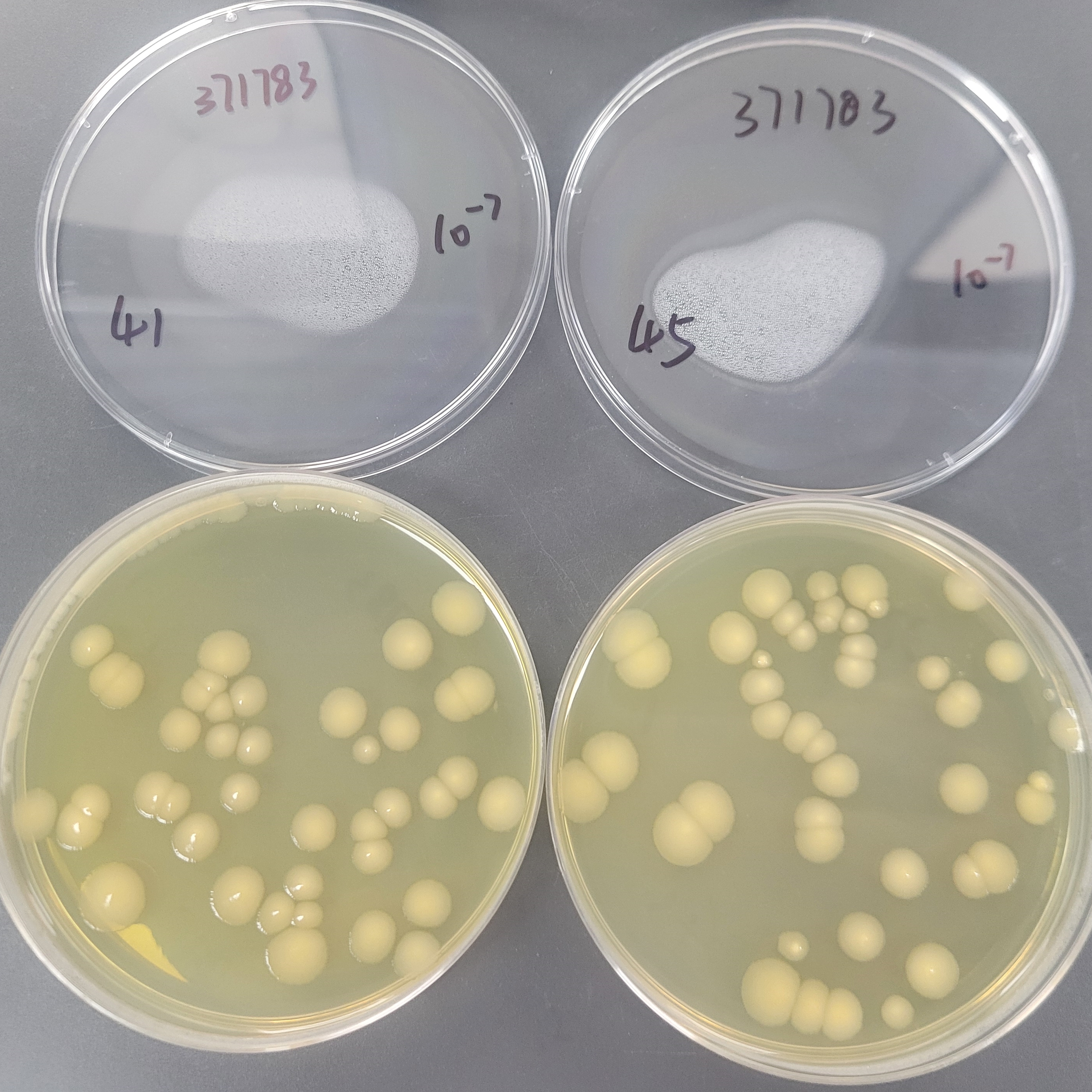 Escherichia coli-BNCC