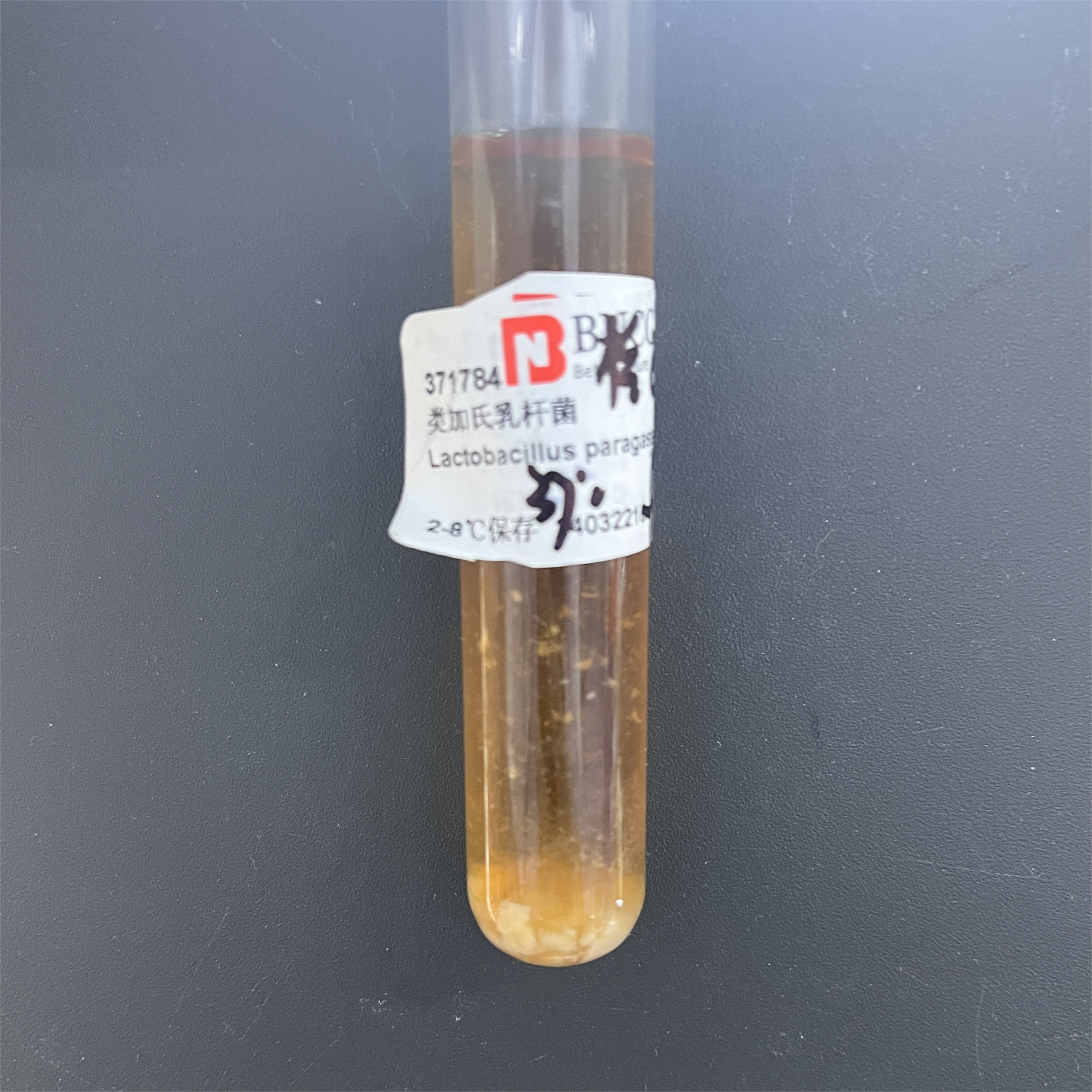 Lactobacillus delbrueckii-BNCC