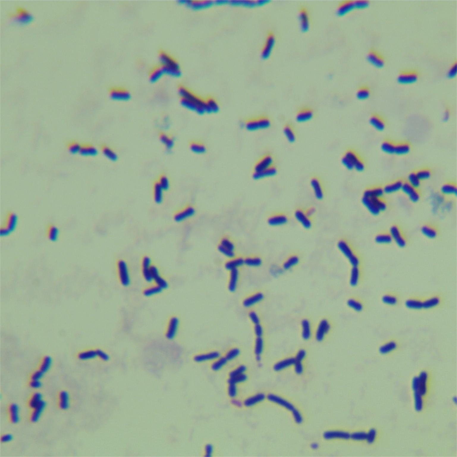 Lactobacillus delbrueckii-BNCC